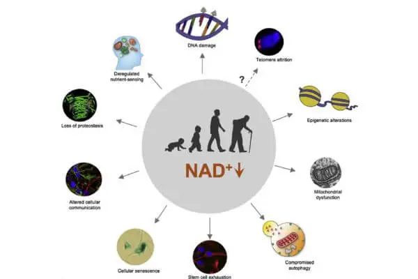 NAD therapy คือ, NAD คือ