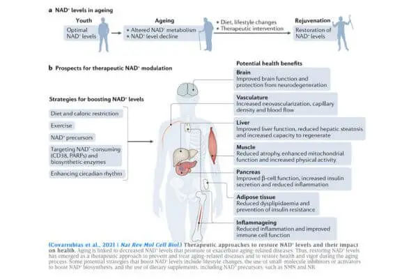 NAD therapy คือ, NAD คือ